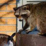 Protect Your Home from Curious Wildlife