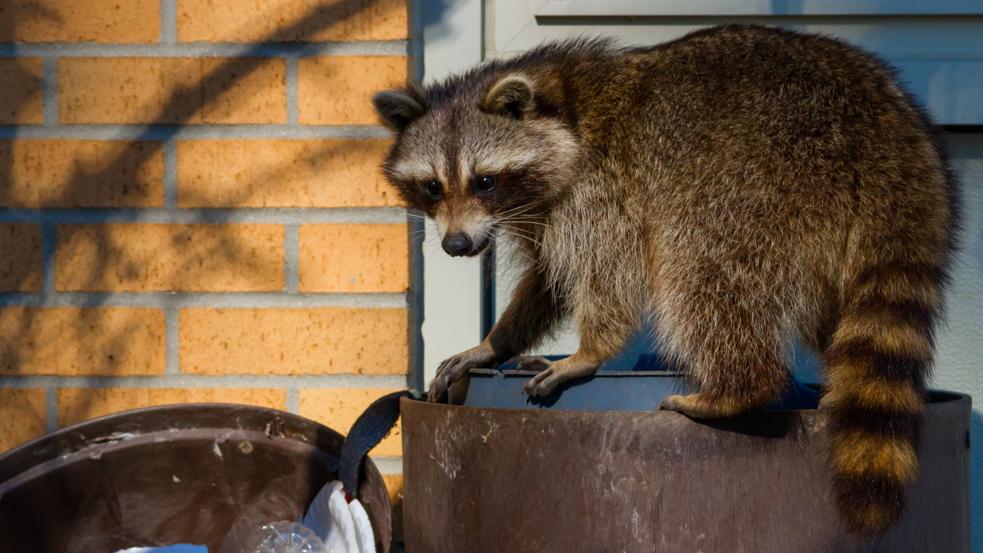 Protect Your Home from Curious Wildlife
